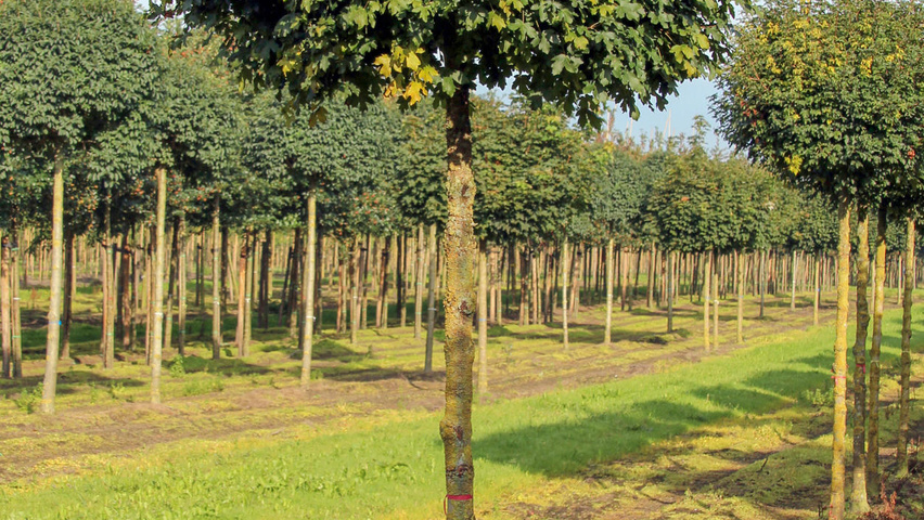 Veldesdoorn 'Nanum'