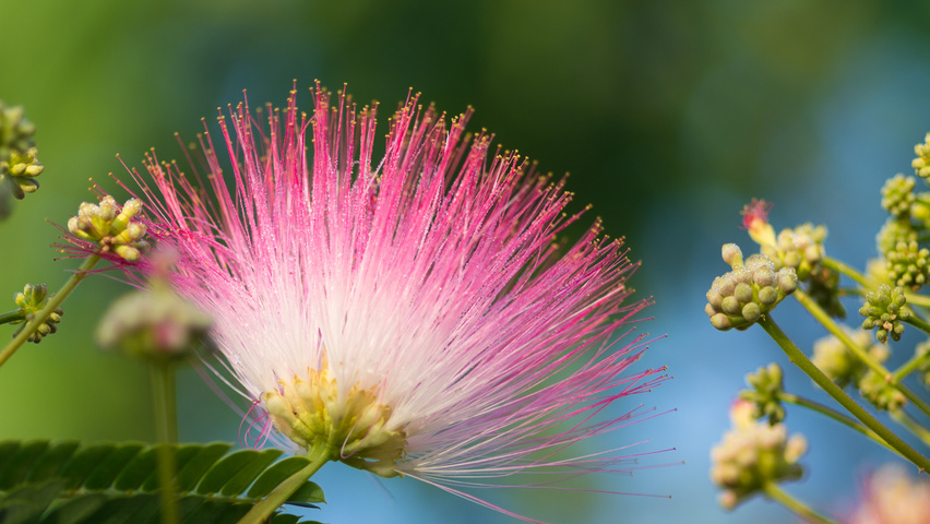 Perzische slaapboom 'Boubri'